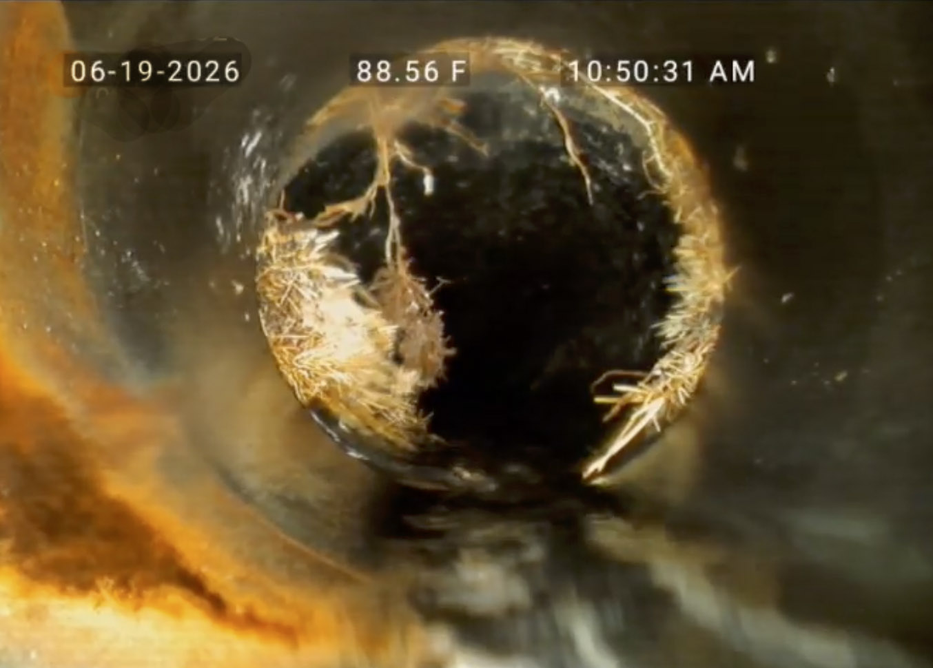 Tree roots growing inside a sewer pipe, documented during a camera inspection