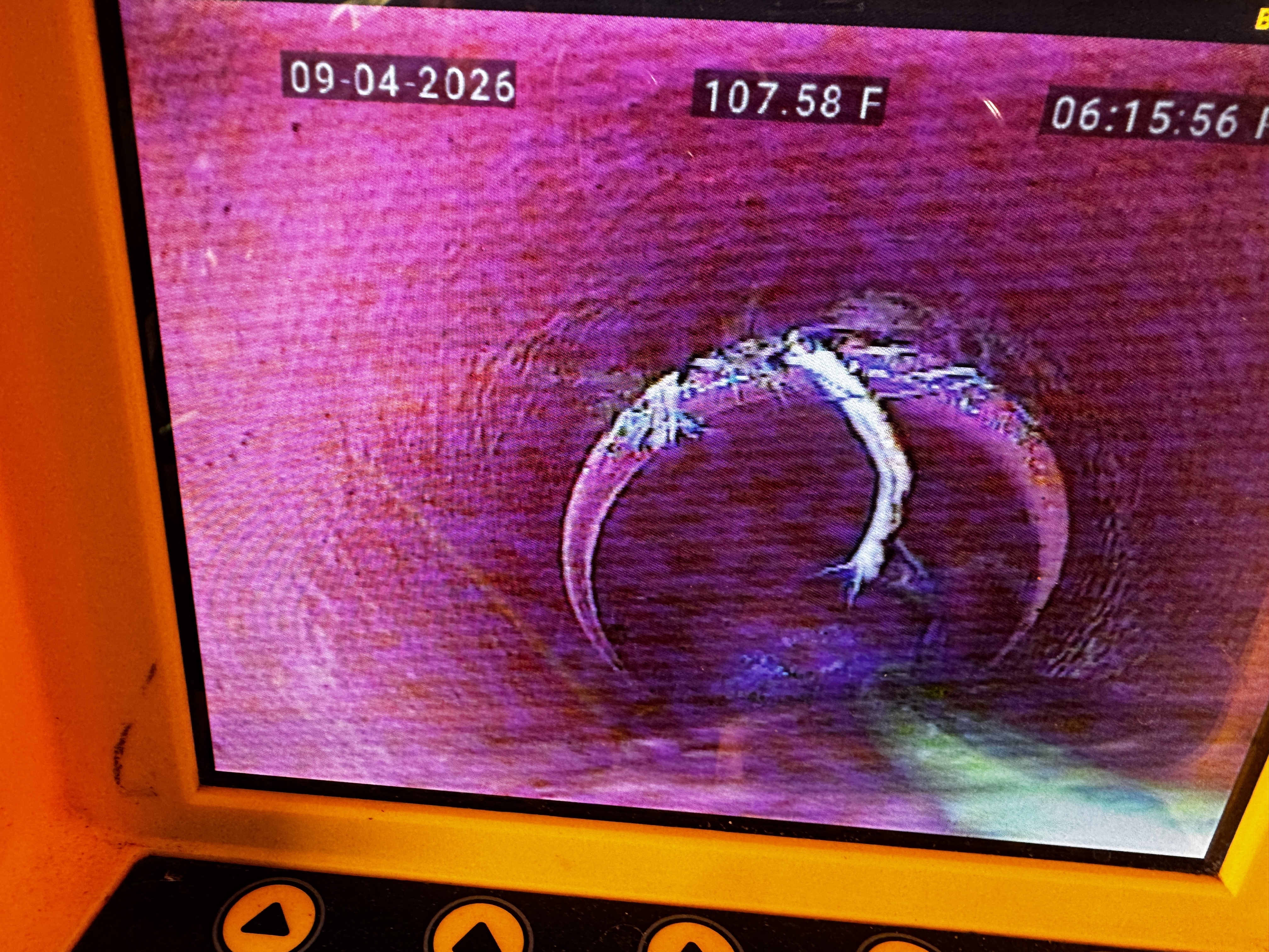 Root intrusion at a sewer lateral joint recorded on camera during a FlowPro sewer scope inspection