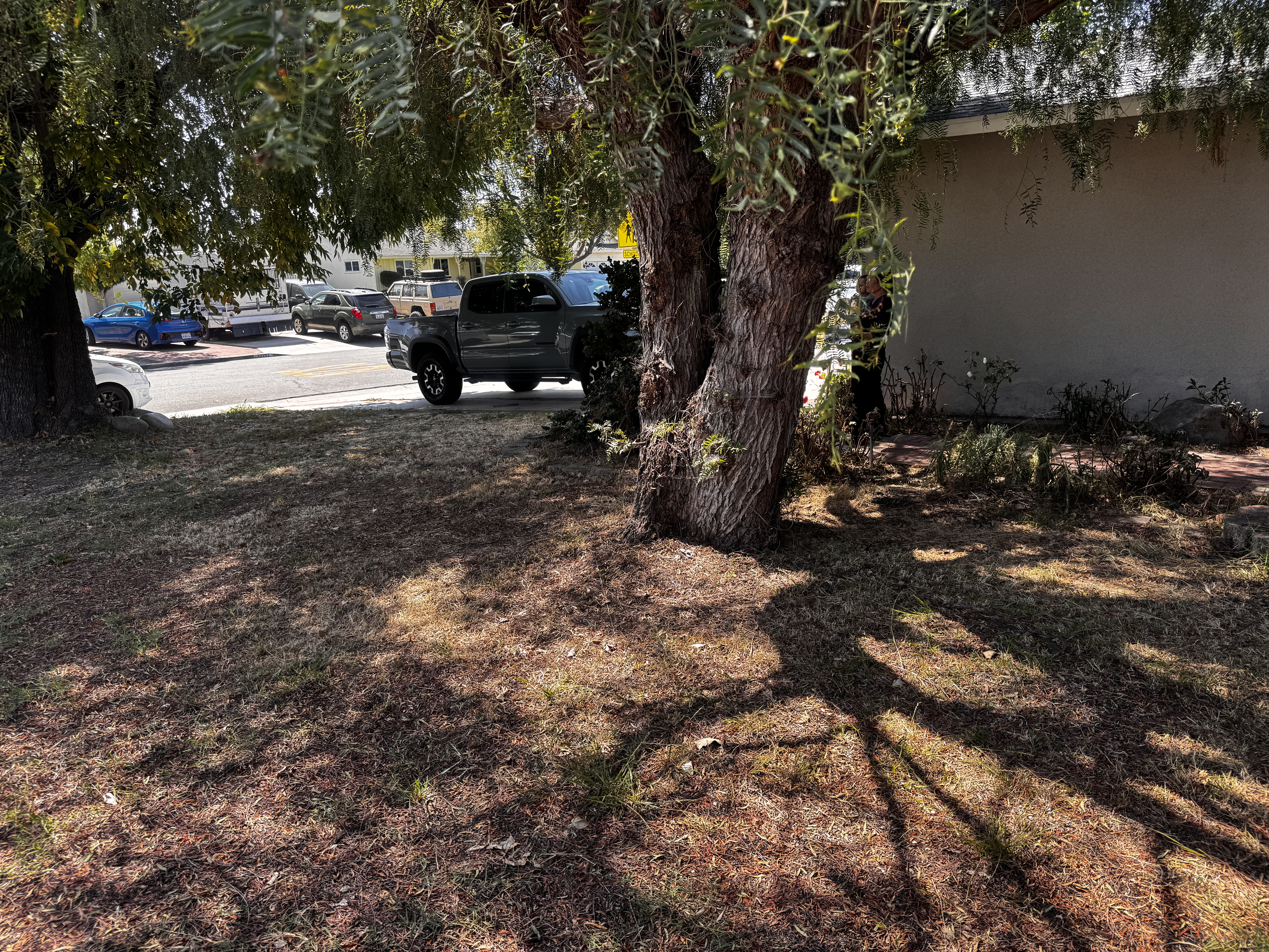 Mature tree with surface roots in a Placentia front yard — a sign of potential sewer line root intrusion
