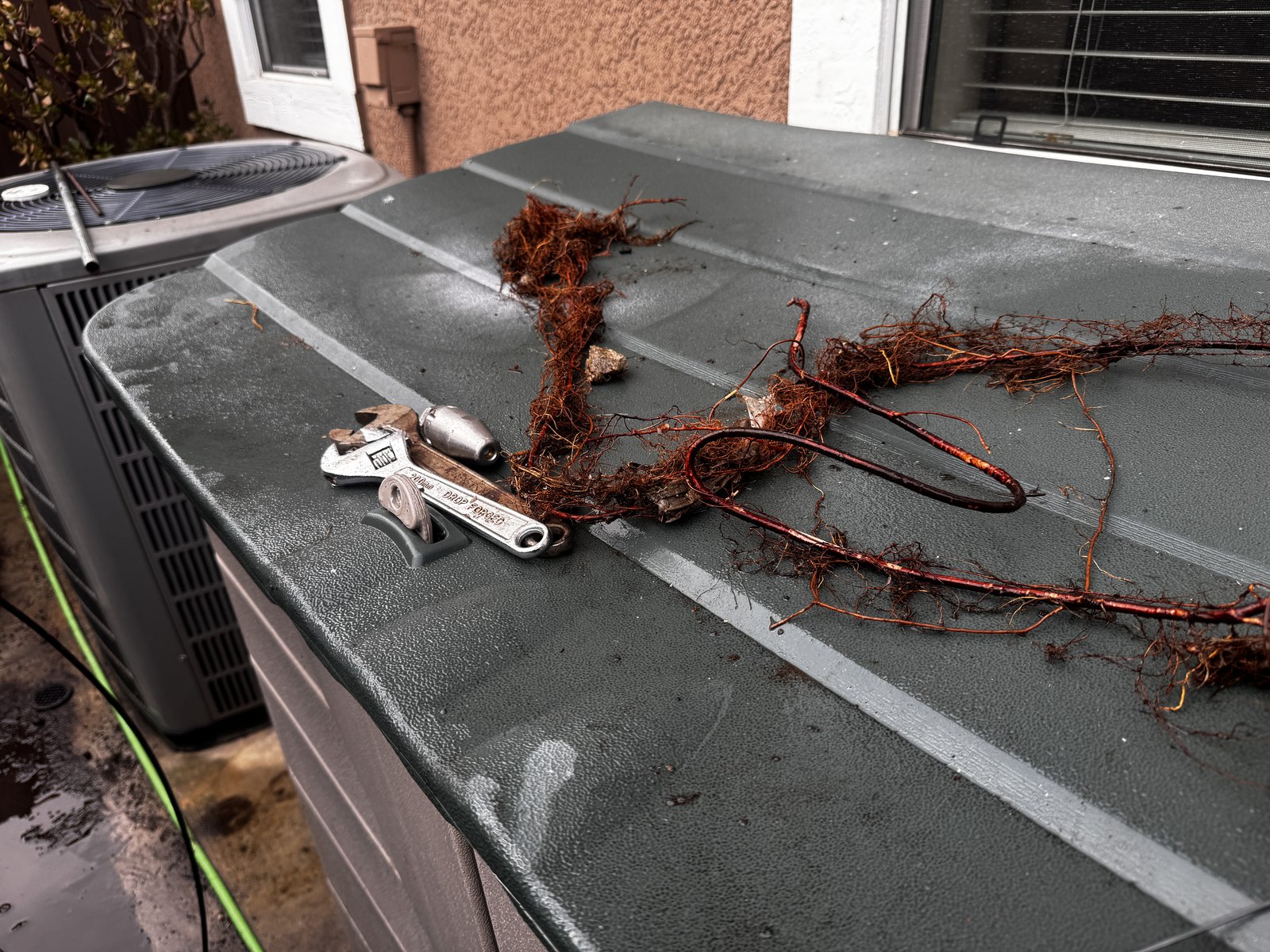 Tree roots removed from a residential yard drain line, laid out on a work surface