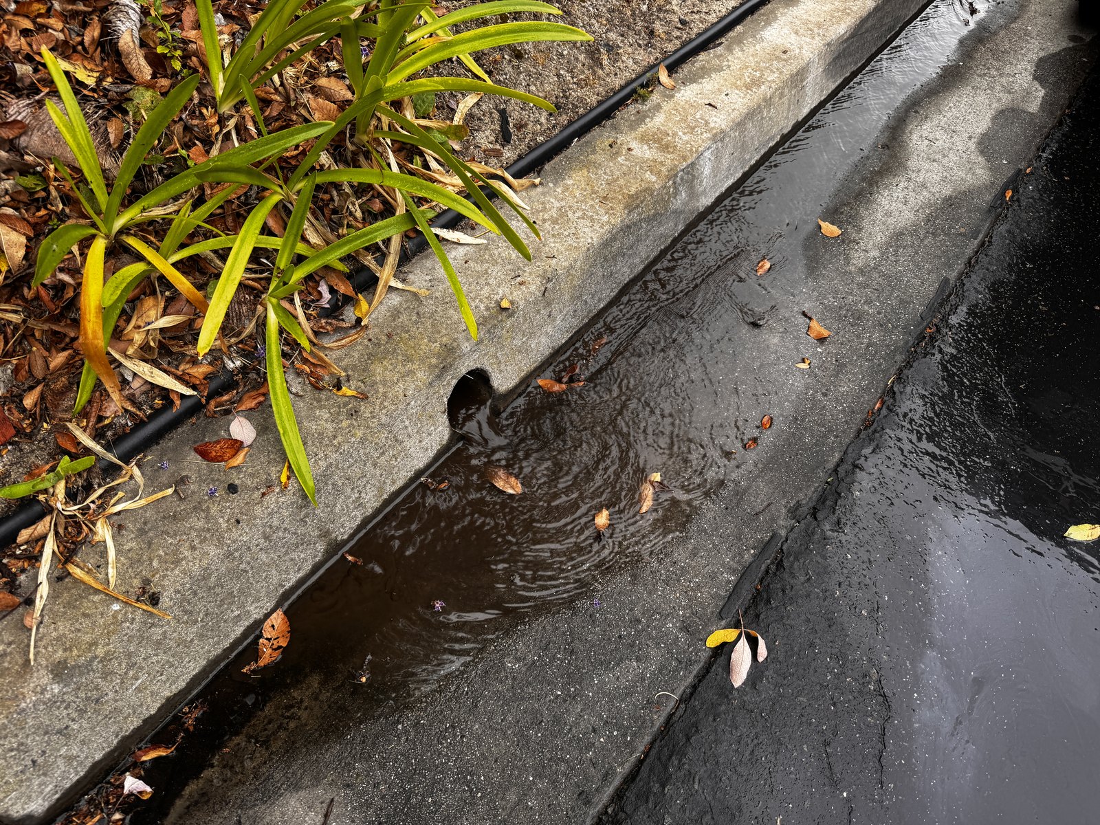Yard drain outlet discharging clean water through a curb face into the street gutter